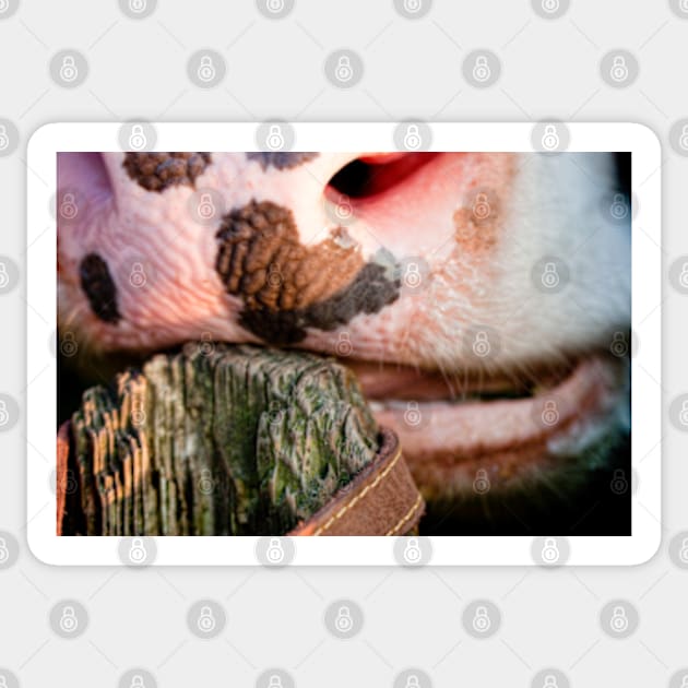 Cow Mouth Sticker by heidiannemorris